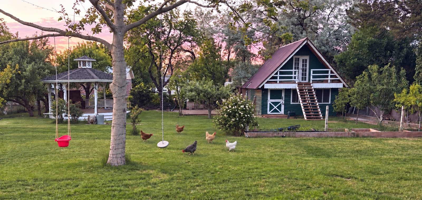 Five chickens roaming the Caito backyard beside a flowering bush, gazebo, and garden house at sunset